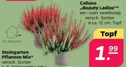 Netto Calluna Beauty Ladies Angebot
