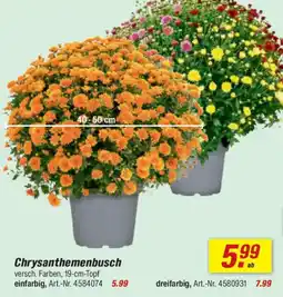 toom Baumarkt Chrysanthemenbusch Angebot