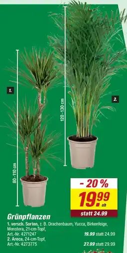 toom Baumarkt Grünpflanzen Angebot