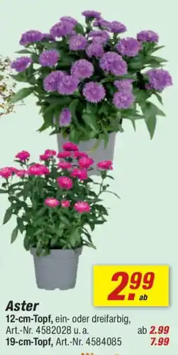toom Baumarkt Aster Angebot