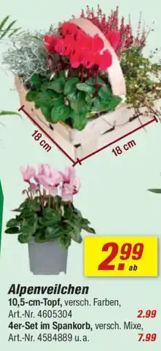 toom Baumarkt Alpenveilchen Angebot
