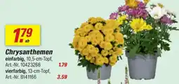 toom Baumarkt Chrysanthemen Angebot