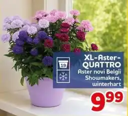 CENTERSHOP XL-Aster-QUATTRO Angebot
