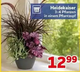 CENTERSHOP Heidekaiser Angebot