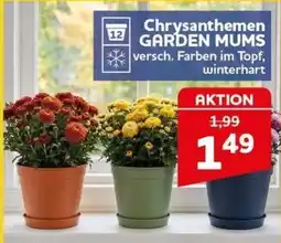 CENTERSHOP Chrysanthemen GARDEN MUMS Angebot