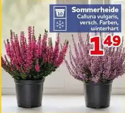 CENTERSHOP Sommerheide Calluna vulgaris Angebot