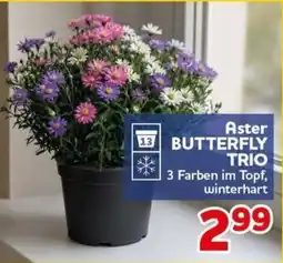 CENTERSHOP Aster BUTTERFLY TRIO Angebot