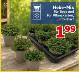 CENTERSHOP Hebe-Mix Angebot