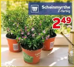 CENTERSHOP Scheinmyrthe 2-farbig Angebot