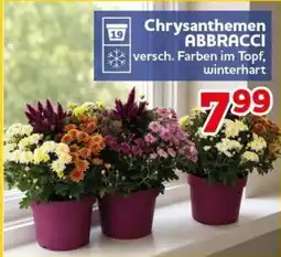 CENTERSHOP Chrysanthemen ABBRACCI Angebot