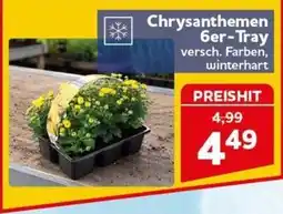 CENTERSHOP Chrysanthemen 6er-Tray Angebot
