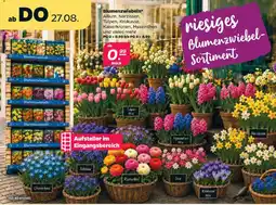 Netto Blumenzwiebeln Angebot