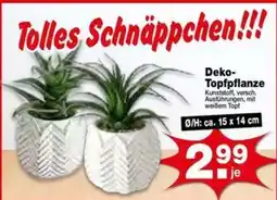 Krümet Sonderposten Deko-Topfpflanze Angebot