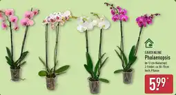 Aldi Nord GARDENLINE Phalaenopsis Angebot