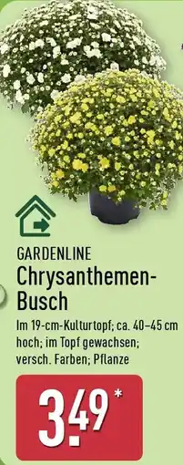 Aldi Nord GARDENLINE Chrysanthemen Busch Angebot