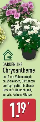 Aldi Nord GARDENLINE Chrysantheme Angebot