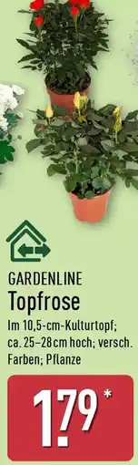 Aldi Nord GARDENLINE Topfrose Angebot