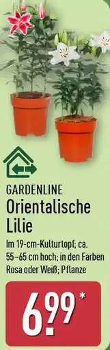 Aldi Nord GARDENLINE Orientalische Lilie Angebot