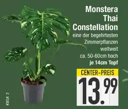 E-Center Monstera Thai Constellation Angebot