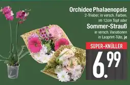 E-Center Orchidee Phalaenopsis oder Sommer-Strauß Angebot