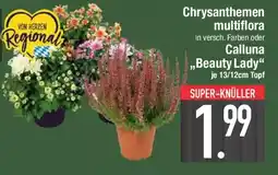 E-Center Chrysanthemen multiflora oder Calluna ,,Beauty Lady" Angebot