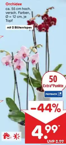 Netto Marken-Discount Orchidee Angebot