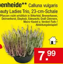 Zimmermann Calluna vulgaris Beauty Ladies Trio Angebot