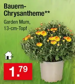 Zimmermann Bauern-Chrysantheme** Angebot