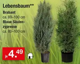 Zimmermann Lebensbaum** Brabant Blaue Säulenzyypresse Angebot
