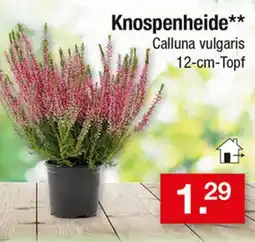 Zimmermann Knospenheide** Calluna vulgaris Angebot