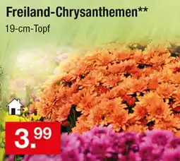 Zimmermann Freiland-Chrysanthemen Angebot