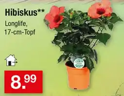 Zimmermann Hibiskus** Longlife Angebot