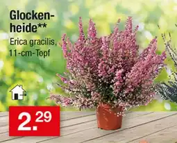 Zimmermann Glockenheide** Erica gracilis, 11-cm-Topf Angebot