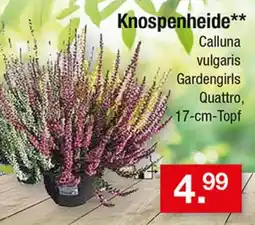 Zimmermann Knospenheide Calluna vulgaris Gardengirls Quattro Angebot