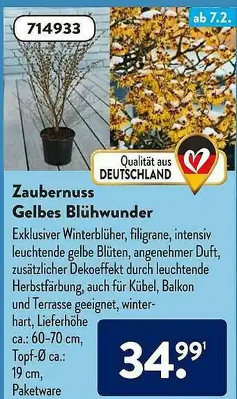 Aldi Süd Zaubernuss Gelbes Blühwunder Angebot