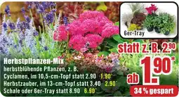 B1 Discount Baumarkt Herbstpflanzen-Mix Angebot