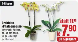 B1 Discount Baumarkt Orchidee »Phalaenopsis« Angebot