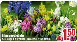B1 Discount Baumarkt Blumenzwiebeln Angebot