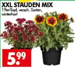 Wreesmann XXL STAUDEN MIX Angebot