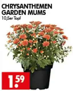 Wreesmann CHRYSANTHEMEN GARDEN MUMS Angebot