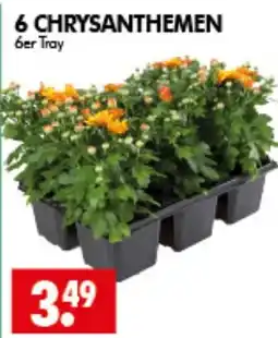 Wreesmann 6 CHRYSANTHEMEN Angebot