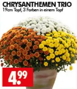 Wreesmann CHRYSANTHEMEN TRIO Angebot