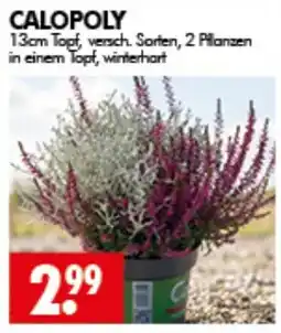 Wreesmann CALOPOLY Angebot