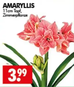 Wreesmann AMARYLLIS Angebot
