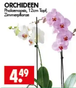 Wreesmann ORCHIDEEN Phalaenopsis, 12cm Topf, Zimmerpflanze Angebot