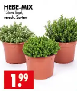 Wreesmann HEBE-MIX Angebot