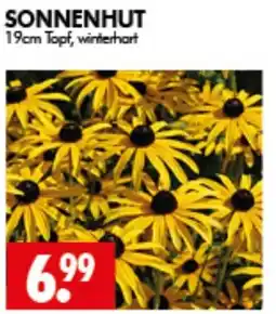 Wreesmann SONNENHUT Angebot