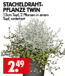 Wreesmann STACHELDRAHT-PFLANZE TWIN Angebot