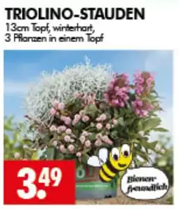 Wreesmann TRIOLINO-STAUDEN Angebot