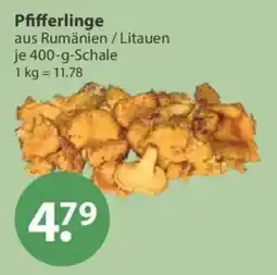 V Markt Pfifferlinge Angebot
